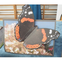 The Red admiral - the butterfly