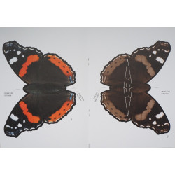 The Red admiral - the butterfly