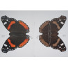 The Red admiral - the butterfly