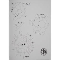 Corona virus